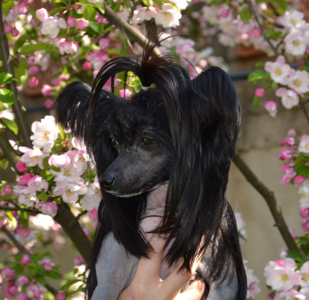 Georgiana Toutou Velu