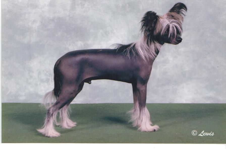 Renedream Indian Brave