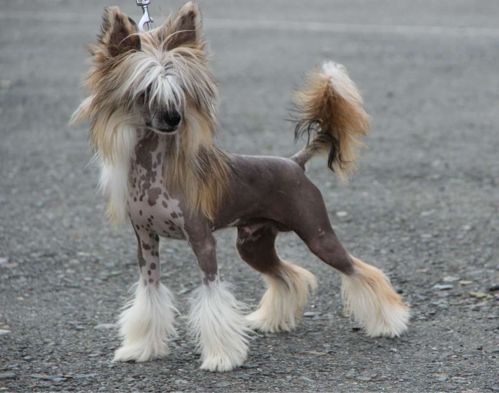 Kristal Yaniry Dragon Ice Diamond