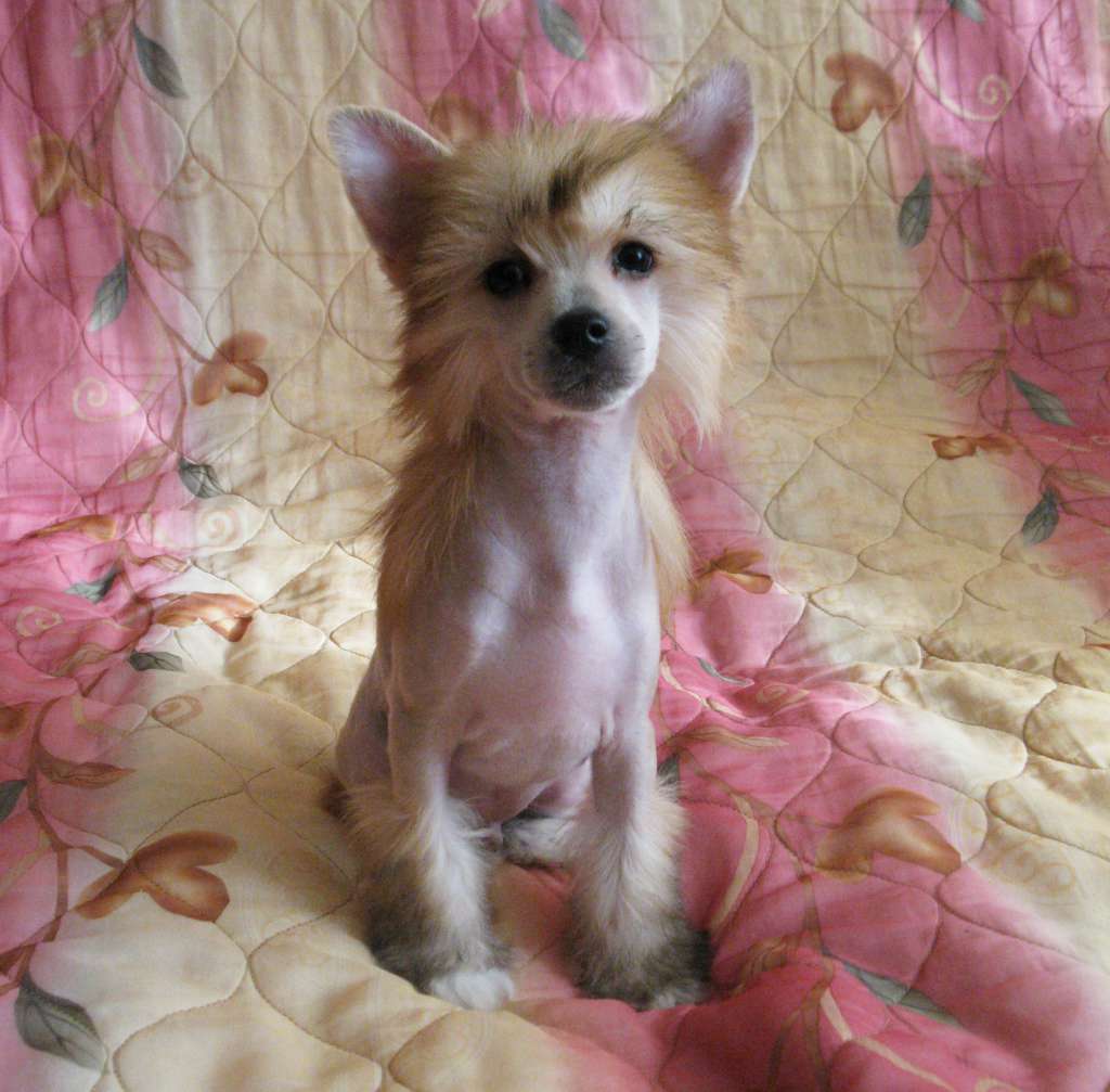 Muso Grazioso Magic of Legends