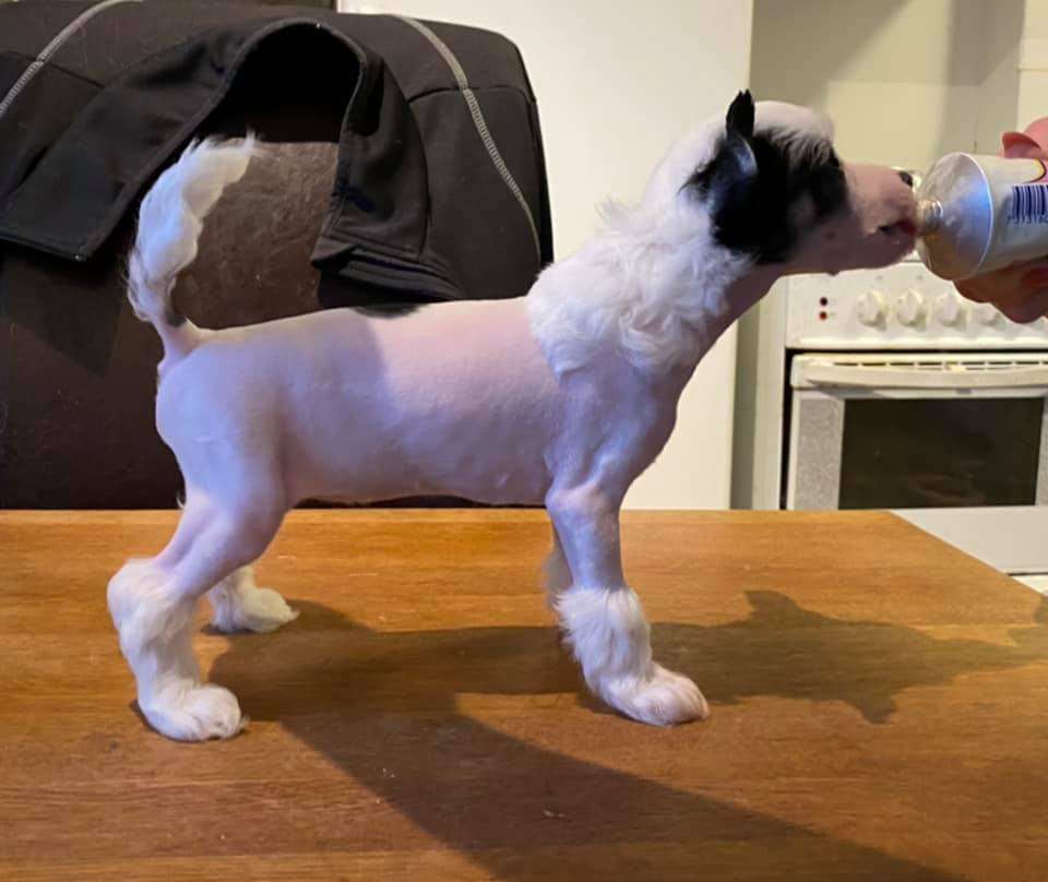 Luckytern Billie Jean