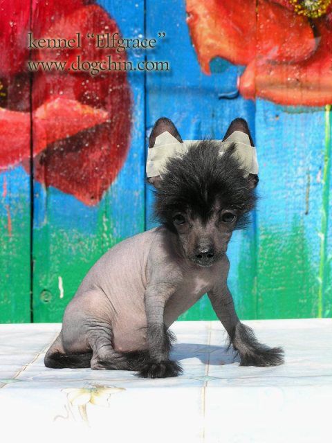 Elfgrace Faldgenta Tella