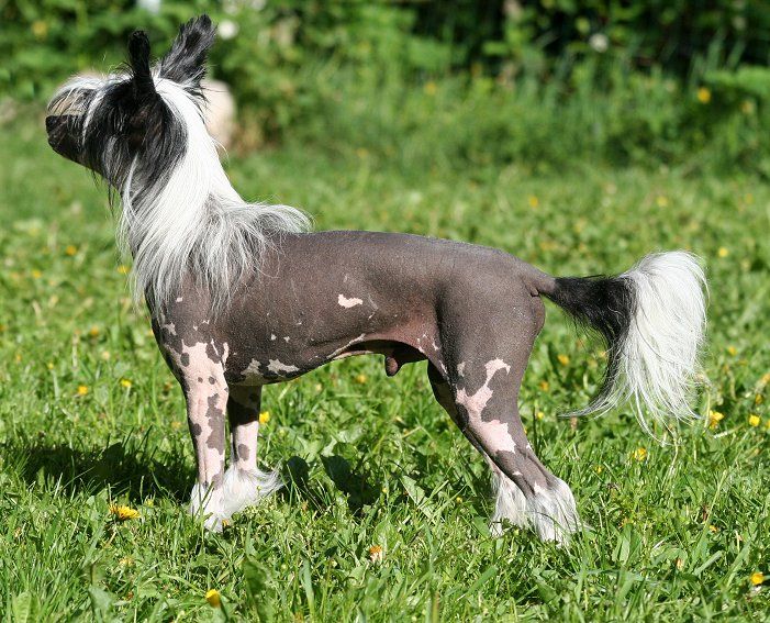 Happy Dancing Eternal Elmo