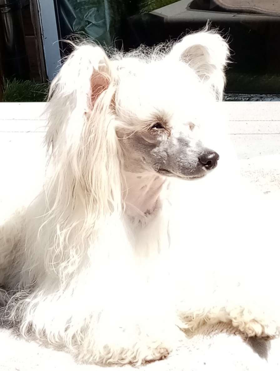 Clezel's Habibi Soft'n Sweet Gemadar