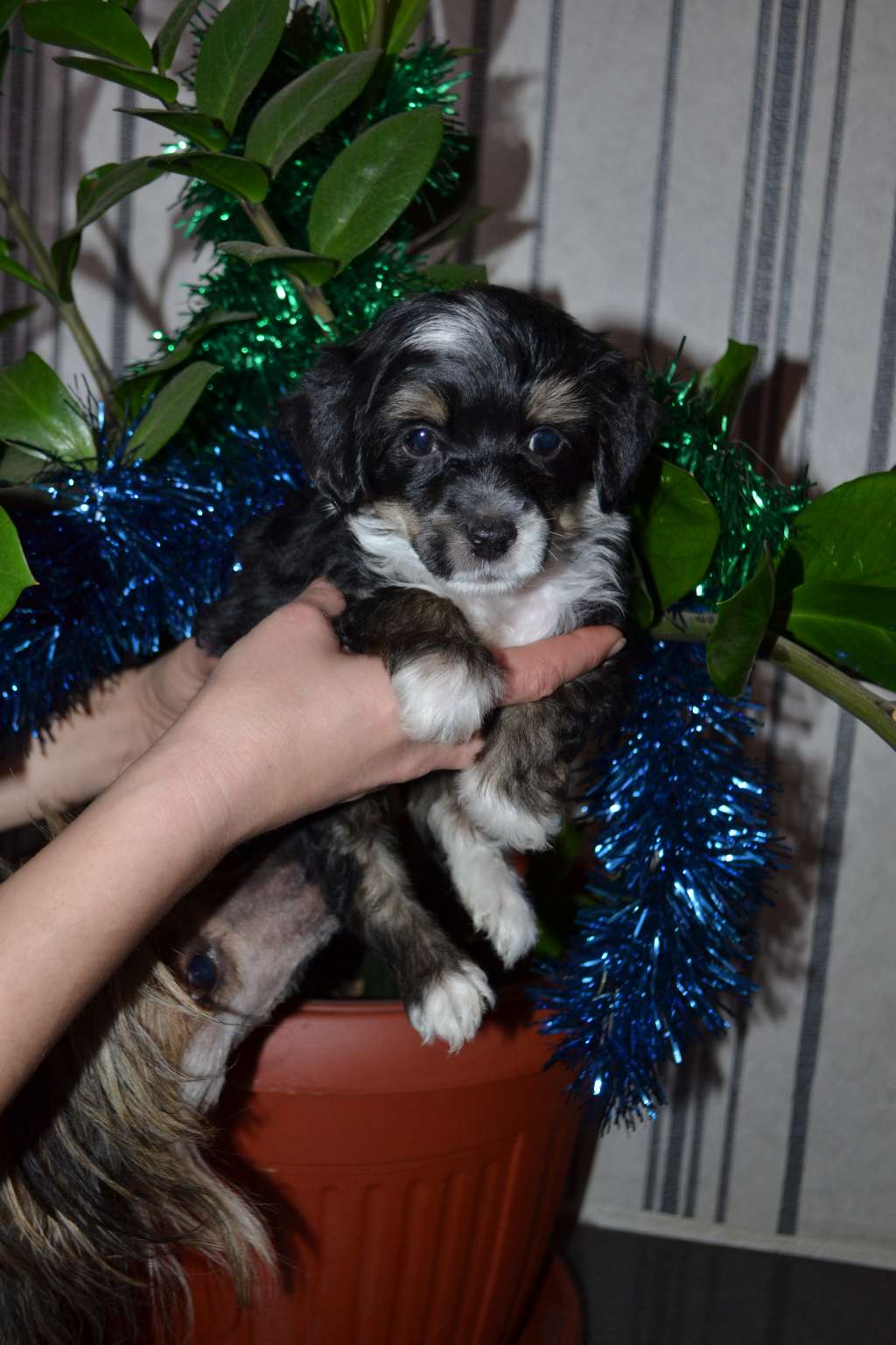 Hohlaty Glamour Jashka