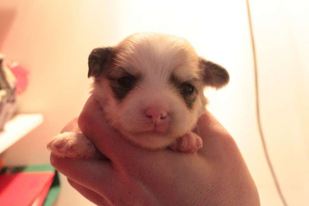 Allegranden Här Kommer Faktiskt Jag