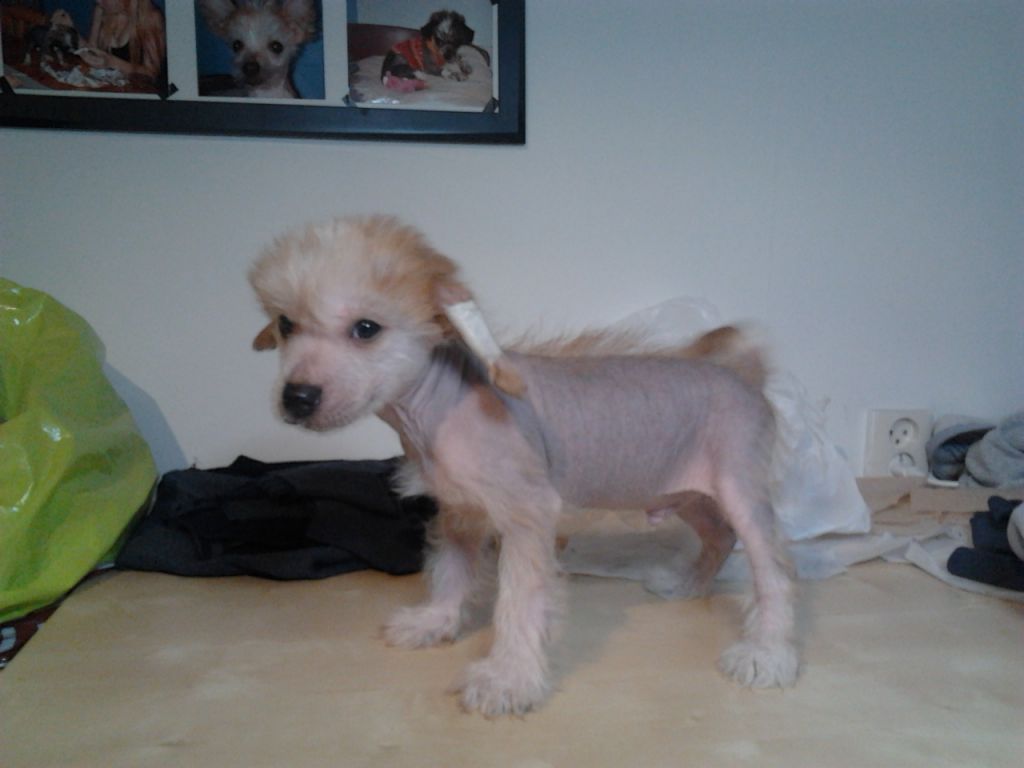 Kedveshazi Red Hot Boy