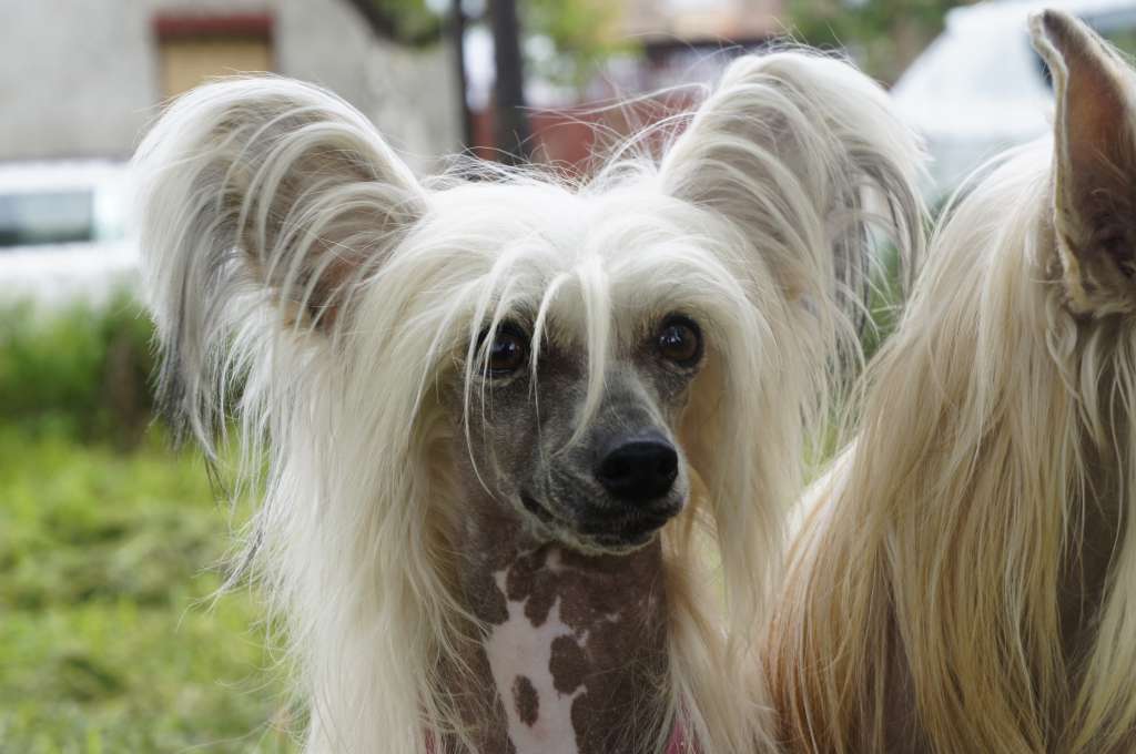Ginger ale from Goldhunter Angel's
