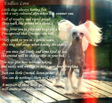 Dangerous Guy von Shinbashi