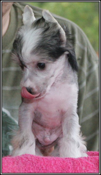 Lawrence de Arabia Della Castafiore