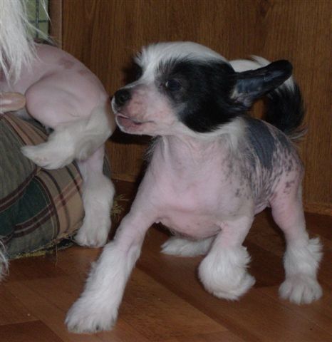Picture