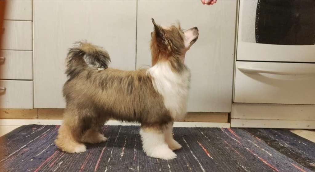 Windy Willow's Quickstep