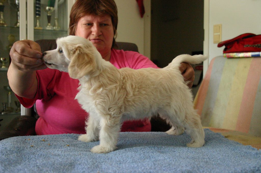 Zhannel's Walkie Talkie