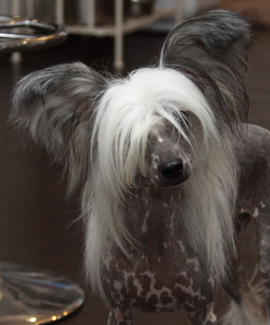 Premier Mari Rashel Eliza