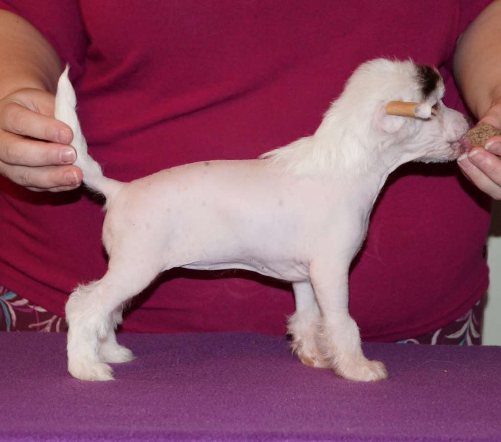 Sun Dan Smiling Pony