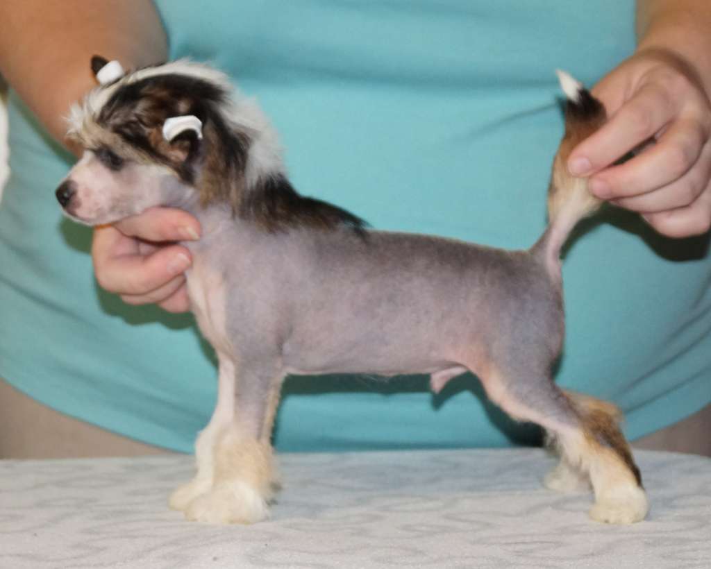 Sun Dan Pet Shop Boy