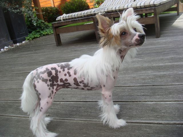 Dragon Moon Made In Leather Heaven