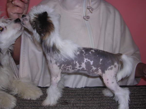 Juliet In Love Epocha