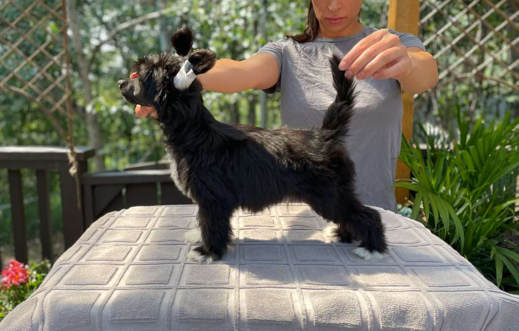 Taja The Decorated Knight