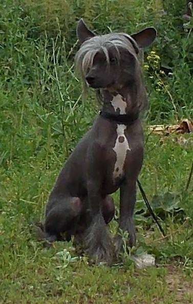 CHaikovskii dlya Liris