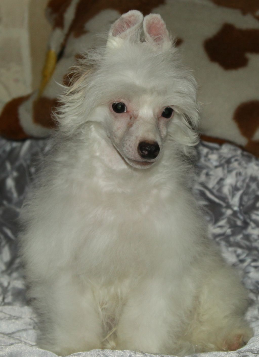 Premier Mari Eralash