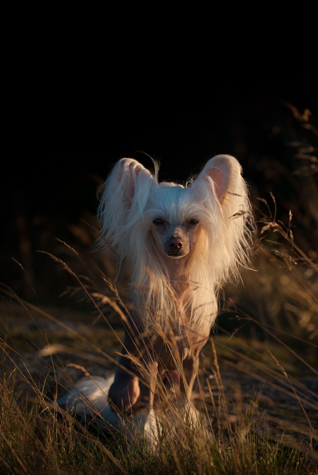 Lintika's Creme De La Creme