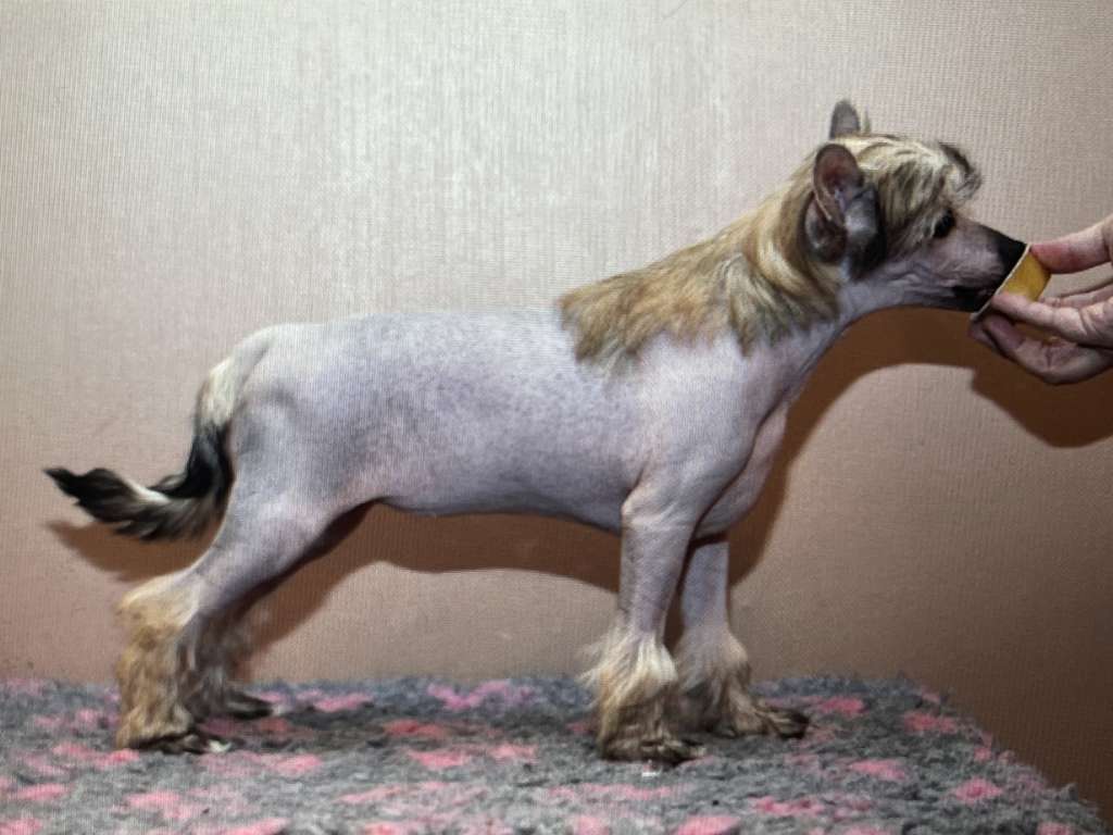 Artic Flyer's Coz I Luv You