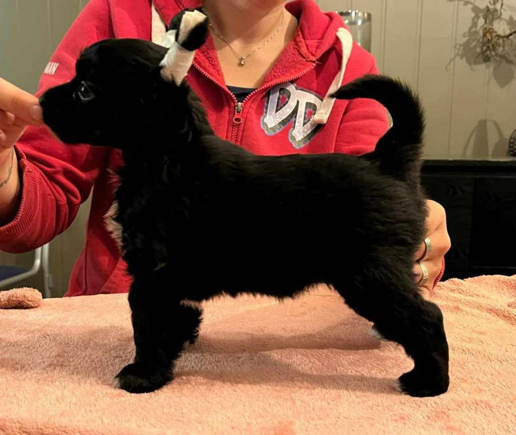 Curlycrest's I dont Give aRotterdam