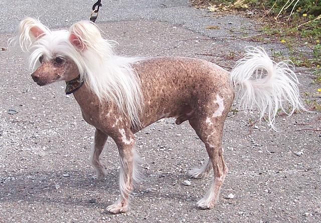 Chinetta's Chamberlain