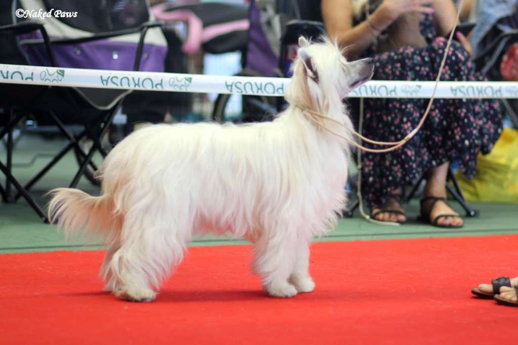 Merci La Blanca Kings Of Dreams