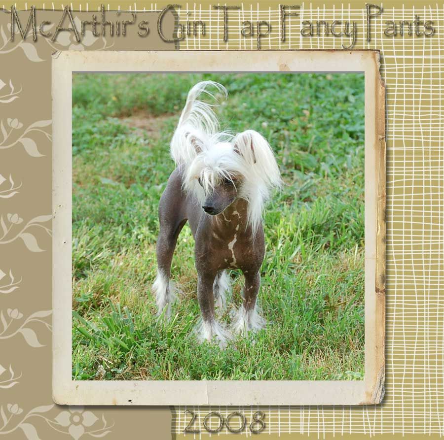 McArthur's Gin Tap Fancy Pants