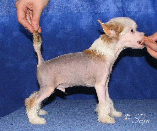 Sun Dan Evil Genious