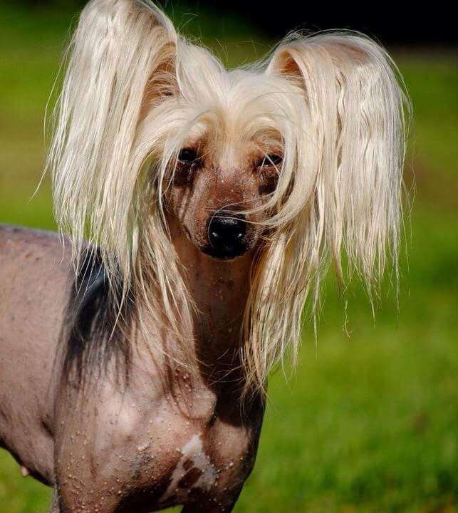 Tournais Indian Curry