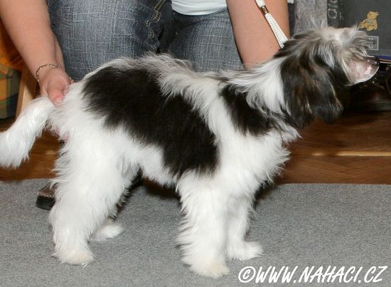 Ally z Drozdiho hnizda