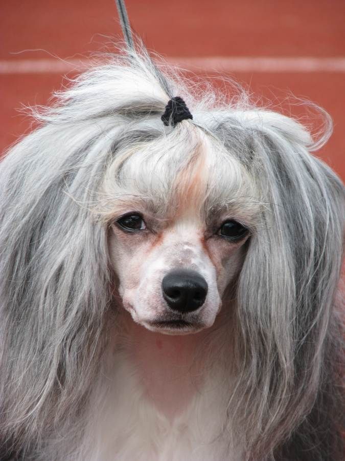 Windy Forest's Pandora