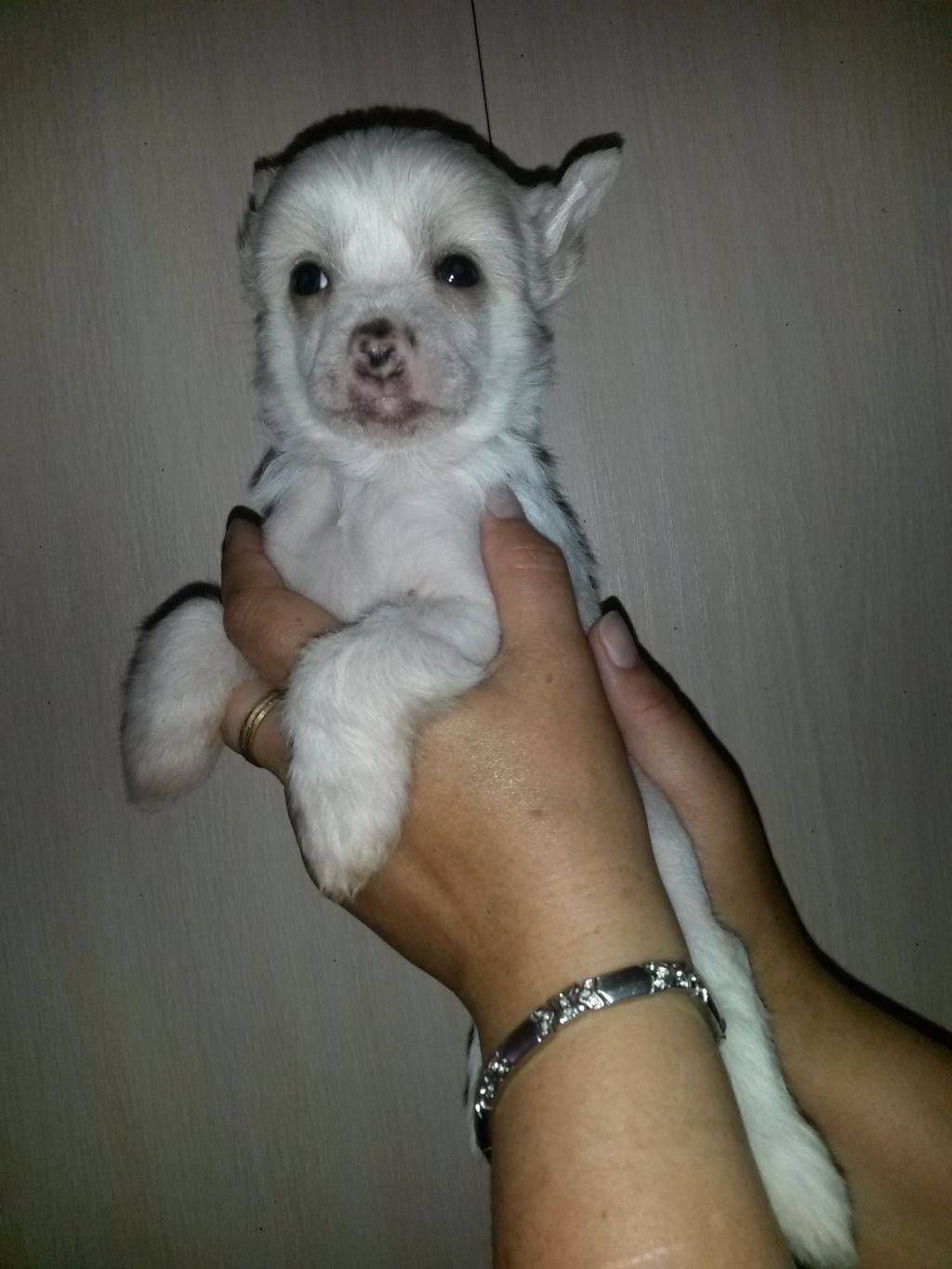 Sspoloch Show Universe of love