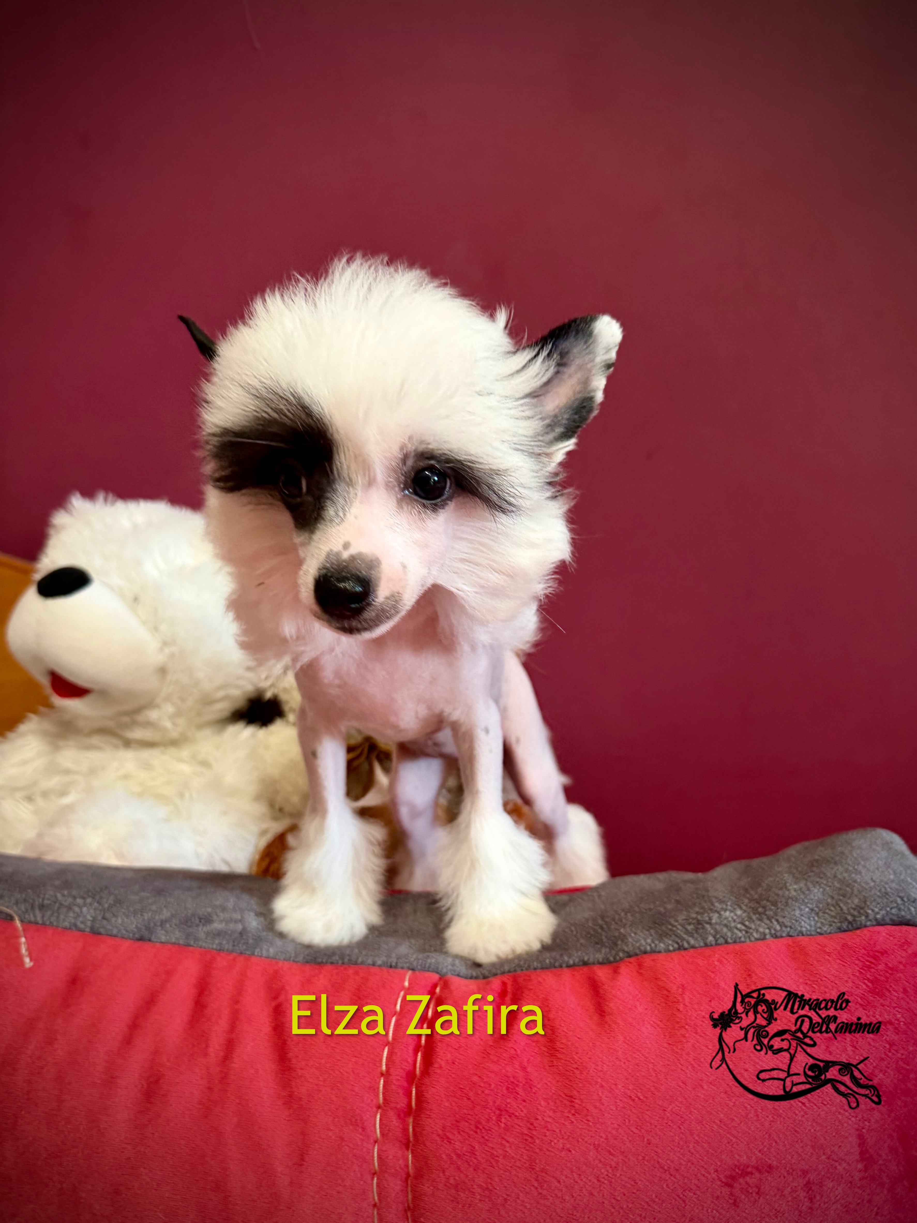 Elza Zafira Miracolo Dell'anima