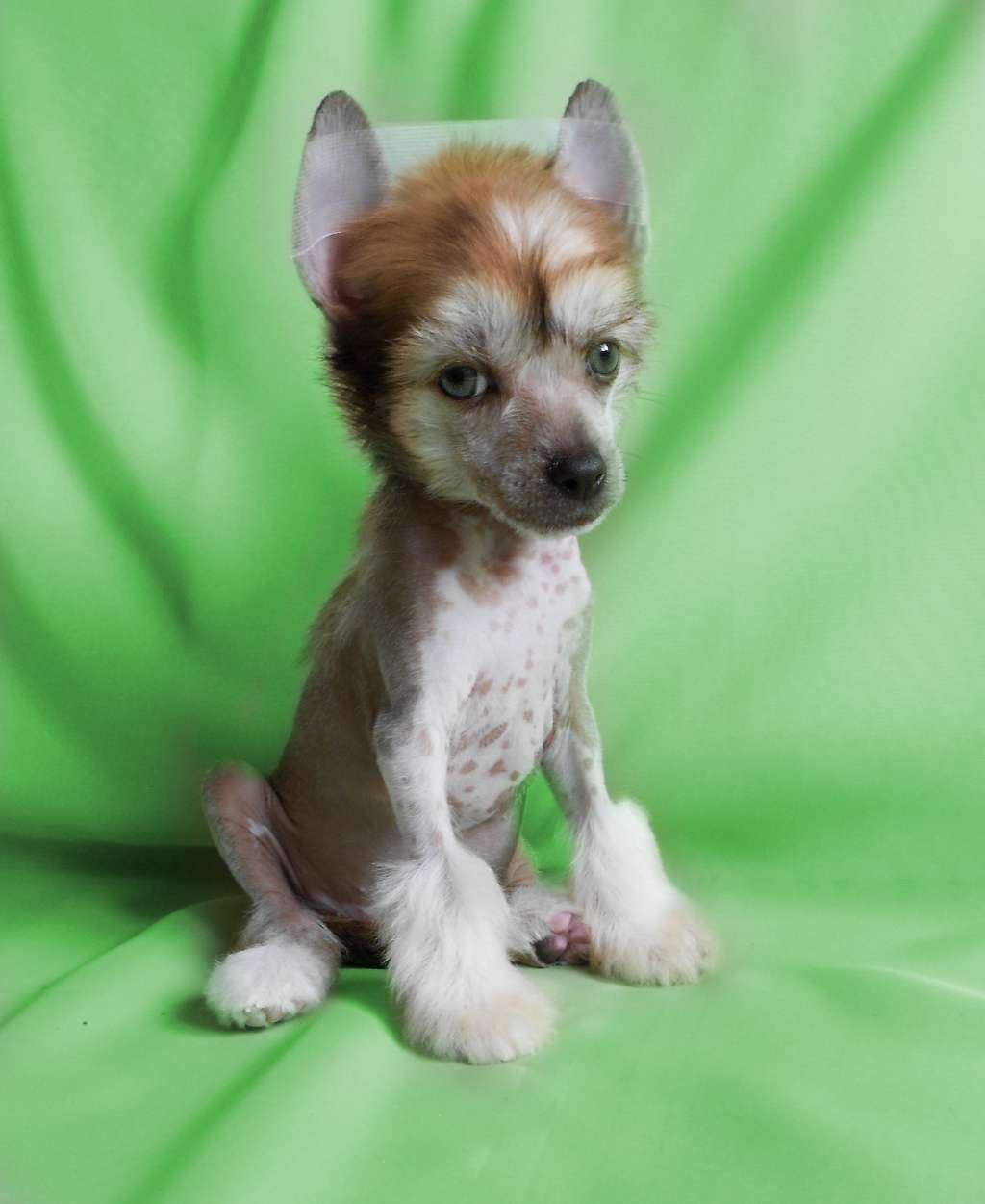 Jerales Show Blitzle Irvina Vita