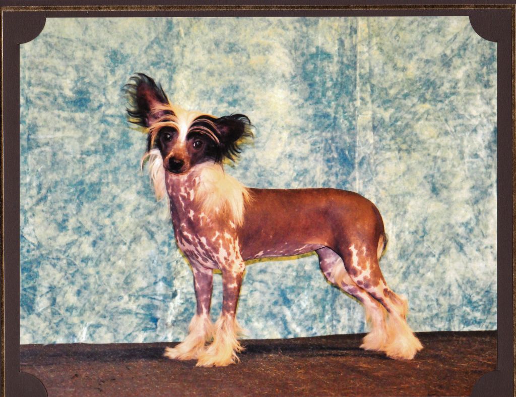 Sigyns  Shakalaka Boom Boom Naf