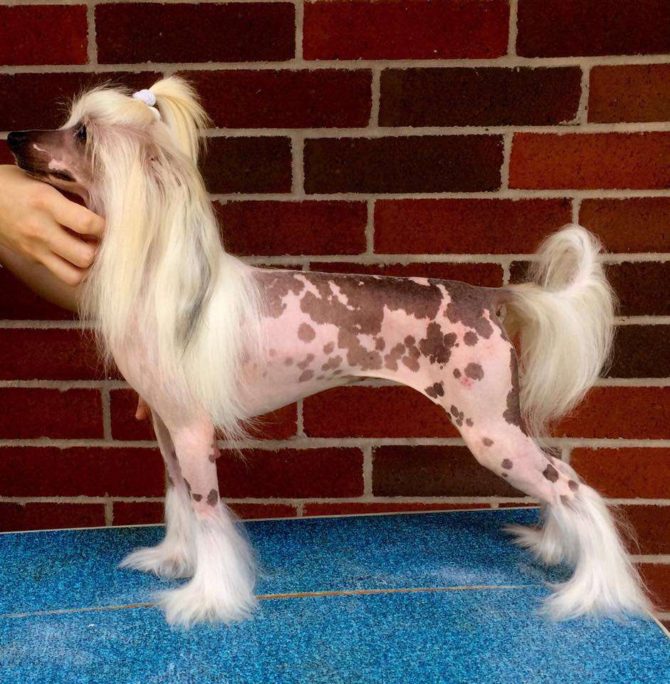 Gracieux All That Jazz