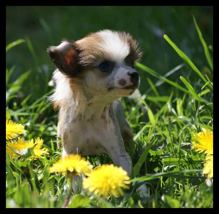 Froufrou du Coeur des Ténèbres