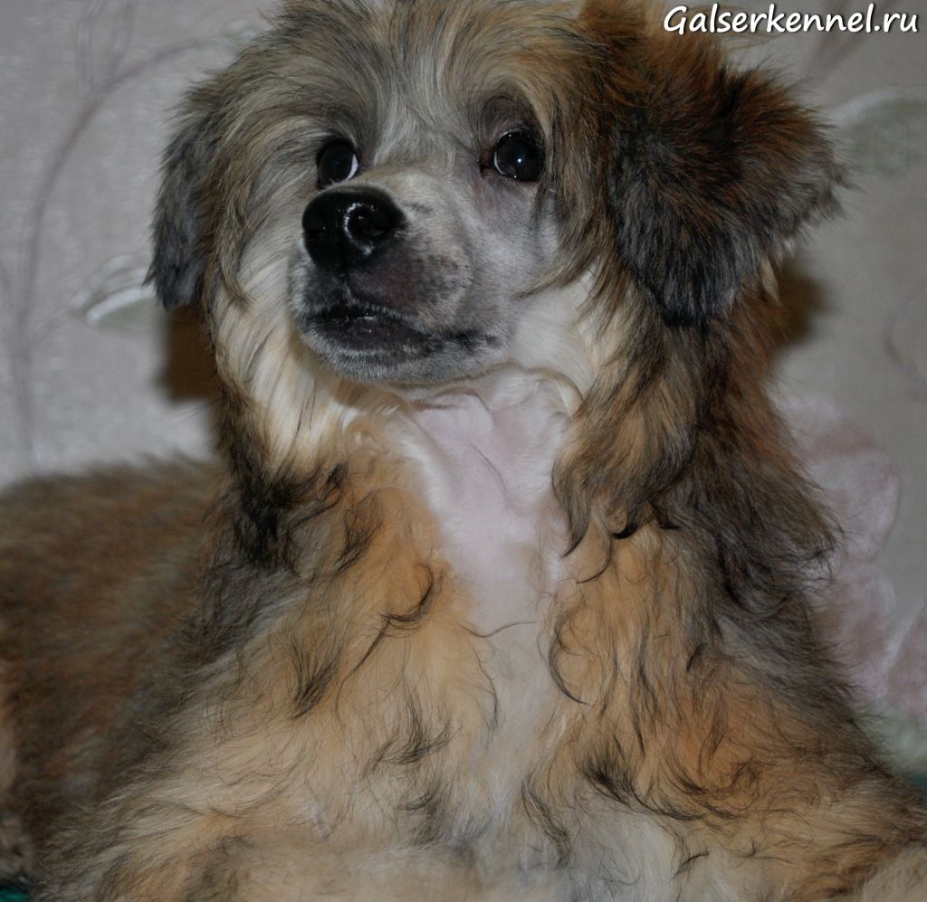 Galser Paolini Christopher