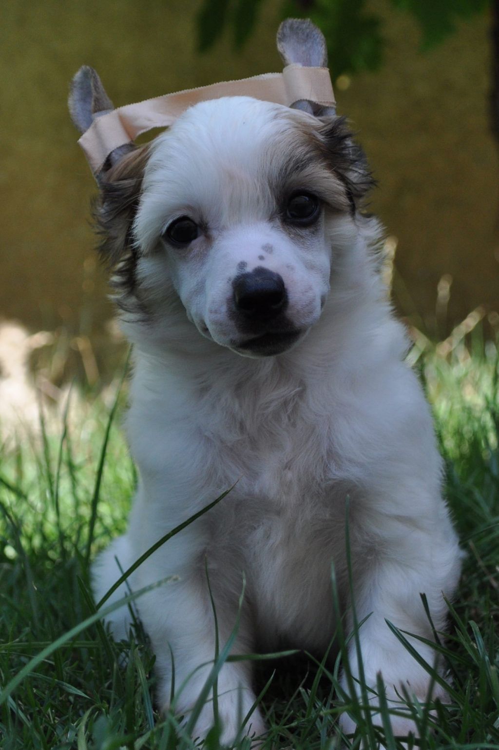 Bubbling Spirit Da Capo