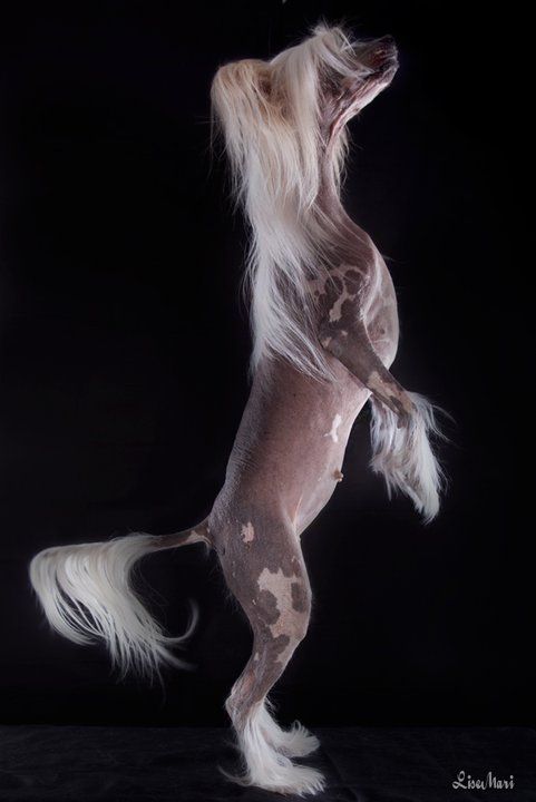 Eugenios Poppy Pechi