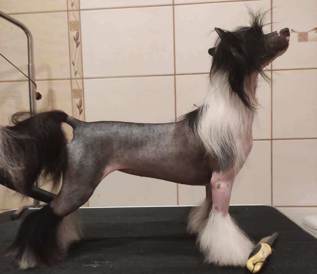 Mano Ponis Abracadabra