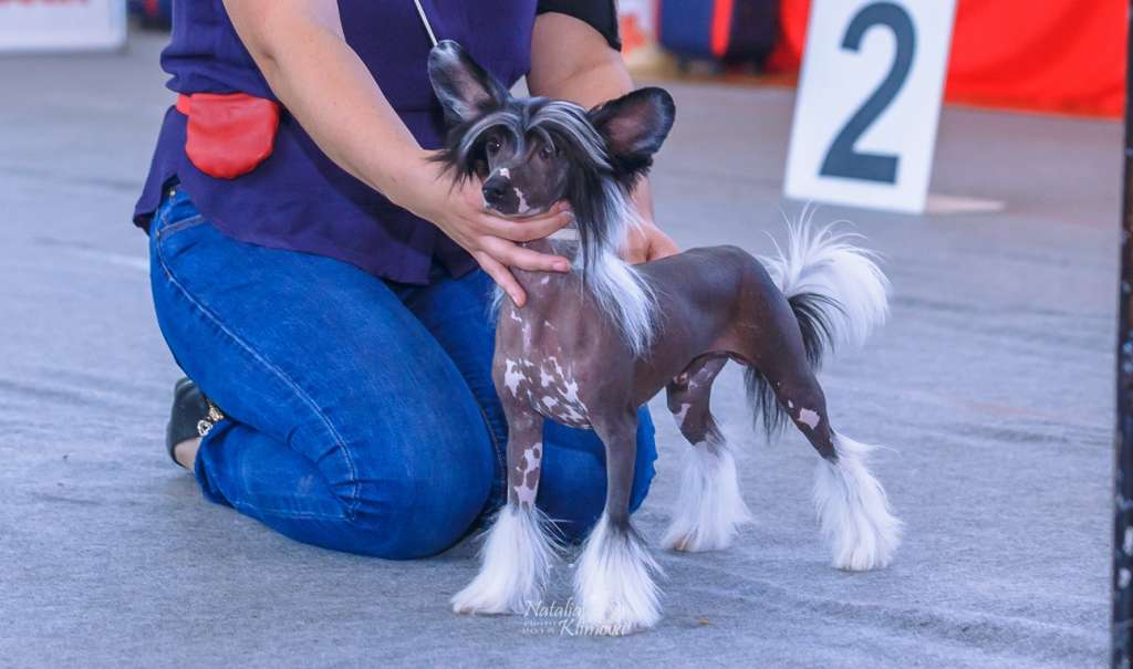 Brandrus Jupiter Thundered