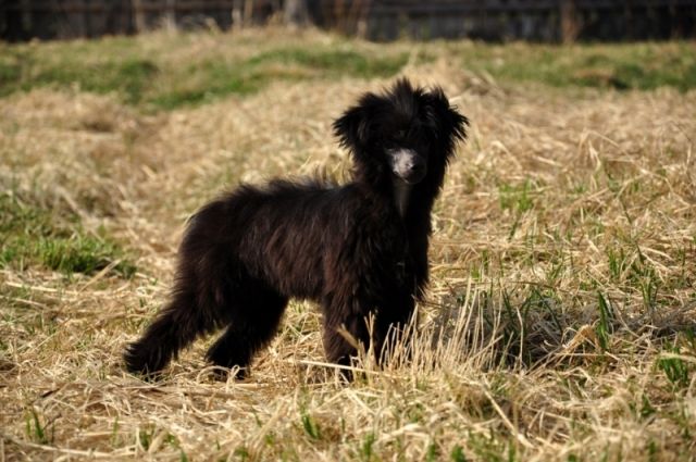 Elfgrace Yakim Kortejn