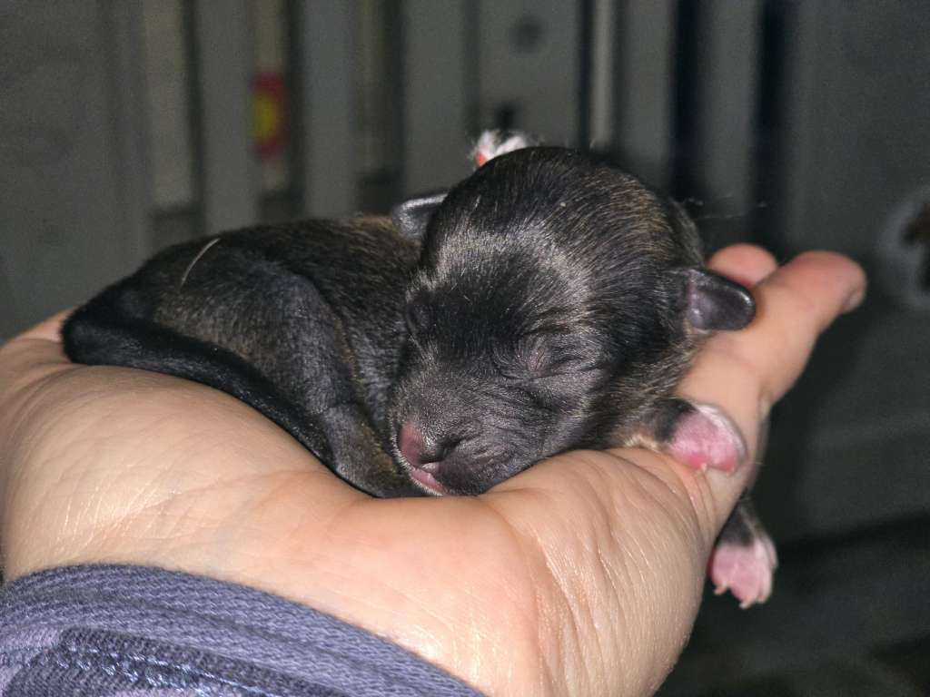 Da'Stella von den Weinbergswölfen