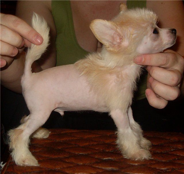 Fancy Style Scherbet