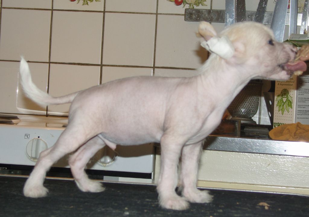 Golden Dream Stars Dragon Dreamer